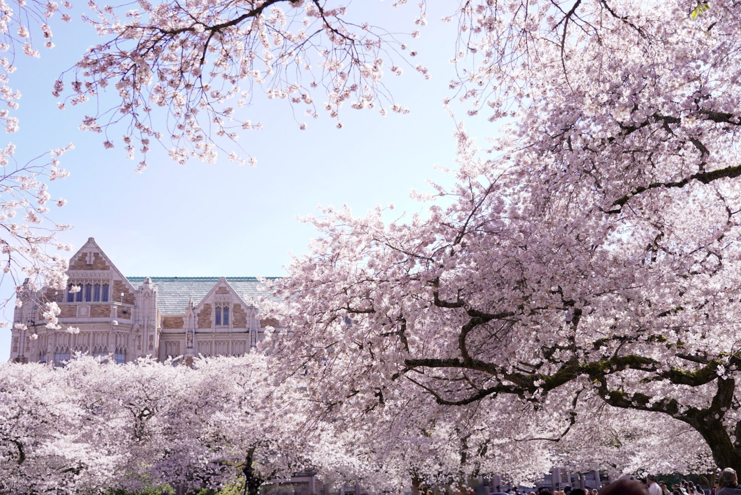 Cherry Blossom in University of Washington